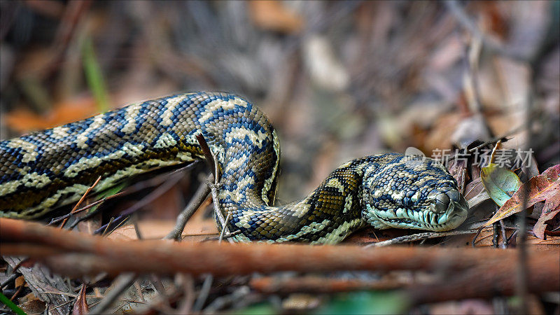 地毯蟒(morrelia spilota)